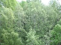 Der &quot;Wald&quot; vor meinem Balkon :)